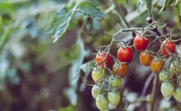Comment reconnaître un coup de soleil sur les tomates et comment l’éviter ?