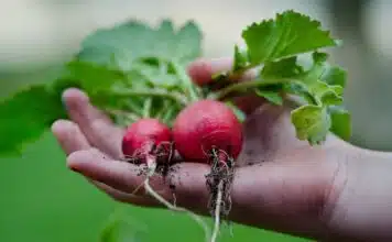 Comment planter des radis en jardinière : astuces pour un beau potager