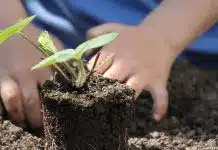 Comment construire un potager en carré bio ?