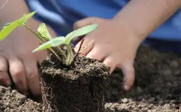 Comment construire un potager en carré bio ?
