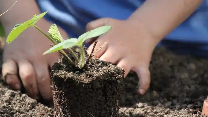 Comment construire un potager en carré bio ?