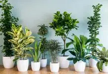 plantes d’intérieur