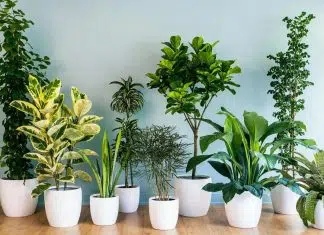 plantes d’intérieur