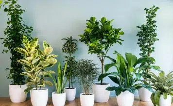 Idées de plantes d’intérieur qui se plaisent dans un intérieur à l’ombre plantes d’intérieur