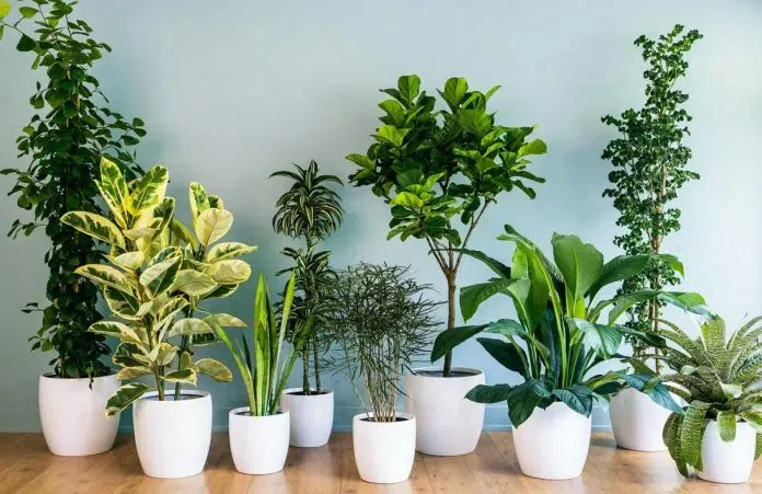 plantes d’intérieur
