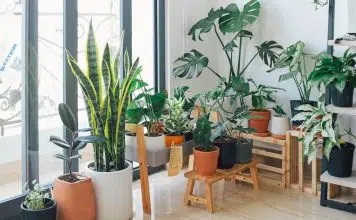 Les meilleurs arbres d’intérieur à installer chez soi