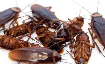 Comment se débarrasser des cafards ?